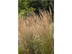 Calamagrostis x acutiflora - Garten-Reitgras Calamagrostis x acutiflora - Garten-Reitgras