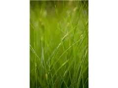 Carex brunnea - Bräunliche Segge Carex brunnea - Bräunliche Segge