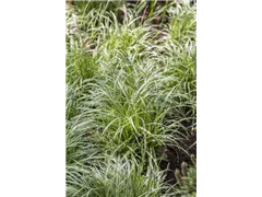 Carex morrowii - Japanische Segge Carex morrowii - Japanische Segge