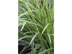 Carex morrowii ssp. foliosissima 'Icedance' - Segge 'Icedance' Carex morrowii ssp. foliosissima 'Icedance' - Segge 'Icedance'