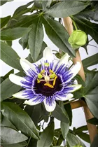 Passiflora caerulea - Blaue Passionsblume Passiflora caerulea - Blaue Passionsblume
