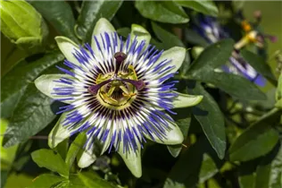 Passiflora caerulea - Blaue Passionsblume Passiflora caerulea - Blaue Passionsblume