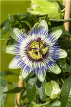 Passiflora caerulea - Blaue Passionsblume Passiflora caerulea - Blaue Passionsblume