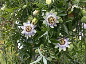 Passiflora caerulea - Blaue Passionsblume Passiflora caerulea - Blaue Passionsblume