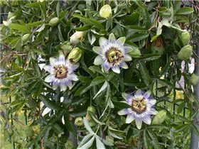 Passiflora caerulea - Blaue Passionsblume Passiflora caerulea - Blaue Passionsblume