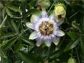 Passiflora caerulea - Blaue Passionsblume Passiflora caerulea - Blaue Passionsblume