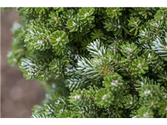Abies koreana 'Otto Strasse' - Koreatanne 'Otto Strasse' Abies koreana 'Otto Strasse' - Koreatanne 'Otto Strasse'