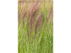 Calamagrostis x acutiflora 'Overdam' - Gestreiftes Reitgras 'Overdam' Calamagrostis x acutiflora 'Overdam' - Gestreiftes Reitgras 'Overdam'