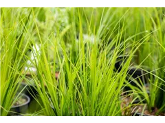 Carex brunnea 'Bright Green' - Garten-Segge 'Bright Green' Carex brunnea 'Bright Green' - Garten-Segge 'Bright Green'