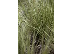 Carex brunnea 'Jenneke' - Garten-Segge 'Jenneke' Carex brunnea 'Jenneke' - Garten-Segge 'Jenneke'