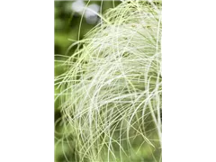 Carex comans 'Mint Curls' - Garten-Segge 'Mint Curls' Carex comans 'Mint Curls' - Garten-Segge 'Mint Curls'
