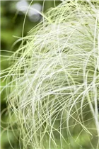 Carex comans 'Frosted Curls' - Bräunliche Garten-Segge Carex comans 'Frosted Curls' - Bräunliche Garten-Segge