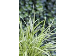 Carex dolichostachya 'Kaga Nishiki' - Goldrand-Segge 'Kaga Nishiki' Carex dolichostachya 'Kaga Nishiki' - Goldrand-Segge 'Kaga Nishiki'