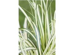 Carex ornithopoda 'Variegata' - Weißgestreifte Vogelfuß-Segge 'Variegata' Carex ornithopoda 'Variegata' - Weißgestreifte Vogelfuß-Segge 'Variegata'