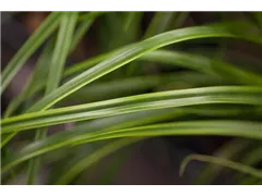 Carex oshimensis 'EverColor® Everlime' - Gelbgrüne Garten-Segge 'EverColor® 'Everlime' Carex oshimensis 'EverColor® Everlime' - Gelbgrüne Garten-Segge 'EverColor® 'Everlime'