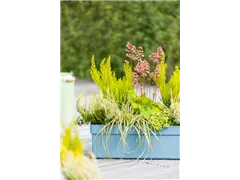 Carex oshimensis 'Eversheen' - Gartensegge 'Eversheen' Carex oshimensis 'Eversheen' - Gartensegge 'Eversheen'
