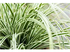 Carex oshimensis 'Everest'® - Garten-Vogelfuß-Segge 'Everest'® Carex oshimensis 'Everest'® - Garten-Vogelfuß-Segge 'Everest'®