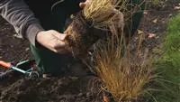 - Gräser - Einpflanzen im Garten  - Gräser - Einpflanzen im Garten