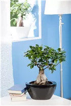 Ficus microcarpa 'Ginseng' - Chinesische Feige 'Ginseng' Ficus microcarpa 'Ginseng' - Chinesische Feige 'Ginseng'