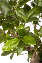 Ficus microcarpa 'Ginseng' - Chinesische Feige 'Ginseng' Ficus microcarpa 'Ginseng' - Chinesische Feige 'Ginseng'