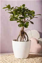 Ficus microcarpa 'Ginseng' - Chinesische Feige 'Ginseng' Ficus microcarpa 'Ginseng' - Chinesische Feige 'Ginseng'