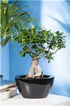 Ficus microcarpa 'Ginseng' - Chinesische Feige 'Ginseng' Ficus microcarpa 'Ginseng' - Chinesische Feige 'Ginseng'