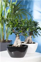Ficus microcarpa 'Ginseng' - Chinesische Feige 'Ginseng' Ficus microcarpa 'Ginseng' - Chinesische Feige 'Ginseng'