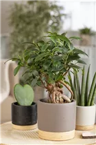 Ficus microcarpa 'Ginseng' - Chinesische Feige 'Ginseng' Ficus microcarpa 'Ginseng' - Chinesische Feige 'Ginseng'