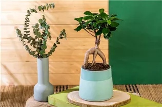 Ficus microcarpa 'Ginseng' - Chinesische Feige 'Ginseng' Ficus microcarpa 'Ginseng' - Chinesische Feige 'Ginseng'
