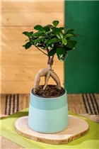 Ficus microcarpa 'Ginseng' - Chinesische Feige 'Ginseng' Ficus microcarpa 'Ginseng' - Chinesische Feige 'Ginseng'