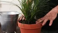 - Gartensegge - Einpflanzen in ein Gefäß  - Gartensegge - Einpflanzen in ein Gefäß