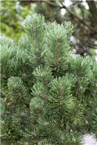 Pinus mugo 'Columnaris' - Berg-Kiefer 'Columnaris' Pinus mugo 'Columnaris' - Berg-Kiefer 'Columnaris'