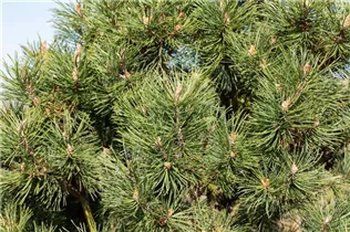 Pinus mugo 'Columnaris' - Berg-Kiefer 'Columnaris' Pinus mugo 'Columnaris' - Berg-Kiefer 'Columnaris'