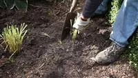 - Gräser - Vermehren im Frühling  - Gräser - Vermehren im Frühling