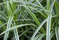 - Carex – Weltenbummler und Anpassungskünstler  - Carex – Weltenbummler und Anpassungskünstler