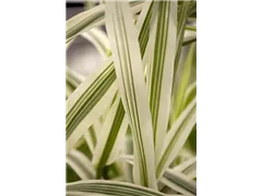Arundo donax 'Variegata' - Weißbuntes Pfahlrohr 'Variegata' Arundo donax 'Variegata' - Weißbuntes Pfahlrohr 'Variegata'