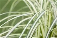 - Carex – mehr als nur einfache Gräser  - Carex – mehr als nur einfache Gräser