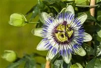 - Passionsblumen wachsen uns ans Herz  - Passionsblumen wachsen uns ans Herz