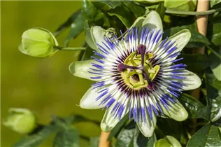 Passiflora caerulea - Blaue Passionsblume Passiflora caerulea - Blaue Passionsblume