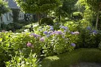 - Bäume und Sträucher im Frühjahr – es müssen nicht immer Blumen sein  - Bäume und Sträucher im Frühjahr – es müssen nicht immer Blumen sein