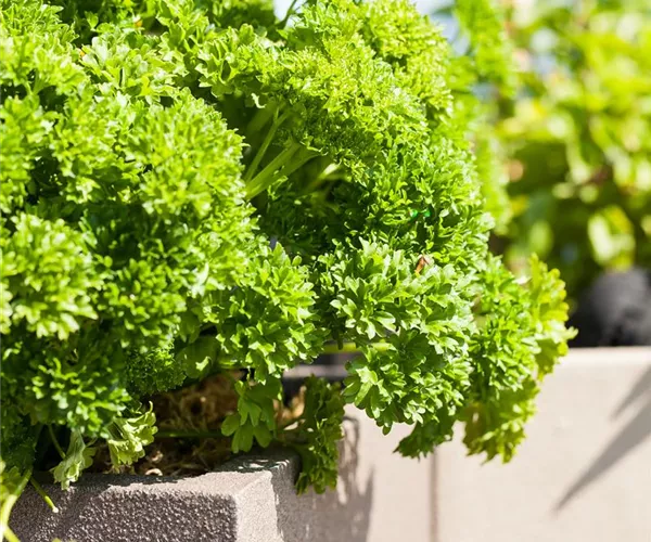 - Kräuter im eigenen Garten: Anlegen des Kräutergartens  - Kräuter im eigenen Garten: Anlegen des Kräutergartens