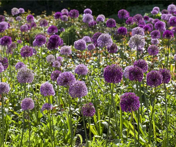 - Sommerurlaub für Blumenzwiebeln und Knollen  - Sommerurlaub für Blumenzwiebeln und Knollen