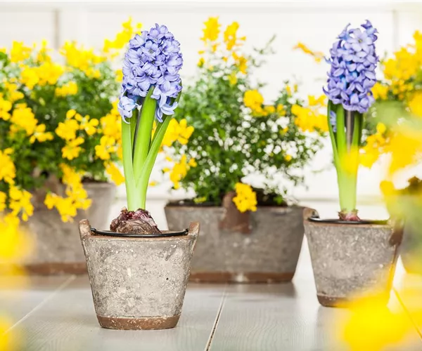 - Hyazinthe, Krokus und Co. – der Frühling wird bunt  - Hyazinthe, Krokus und Co. – der Frühling wird bunt