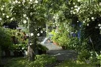 - Kletterpflanzen im Garten - hoch hinaus und noch viel weiter!  - Kletterpflanzen im Garten - hoch hinaus und noch viel weiter!