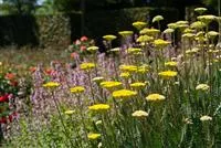 - Staudengarten – Gestaltungshinweise und Tipps  - Staudengarten – Gestaltungshinweise und Tipps