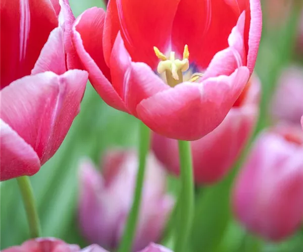- Tulpen im Garten – der bunte Wahnsinn   - Tulpen im Garten – der bunte Wahnsinn