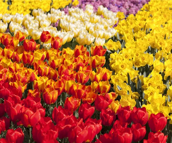 - Tulpenzwiebeln einpflanzen – Beetgestaltung mit Tulpen  - Tulpenzwiebeln einpflanzen – Beetgestaltung mit Tulpen