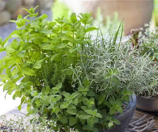- Mit frischen Kräutern in den Frühling starten  - Mit frischen Kräutern in den Frühling starten