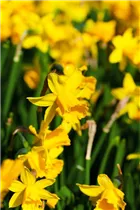 Narcissus cyclamineus 'Tête à Tête' - Alpenveilchenartige Garten-Narzisse 'Tête à Tête' Narcissus cyclamineus 'Tête à Tête' - Alpenveilchenartige Garten-Narzisse 'Tête à Tête'