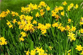 Narcissus cyclamineus 'Tête à Tête' - Alpenveilchenartige Garten-Narzisse 'Tête à Tête' Narcissus cyclamineus 'Tête à Tête' - Alpenveilchenartige Garten-Narzisse 'Tête à Tête'